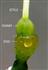  Ovary